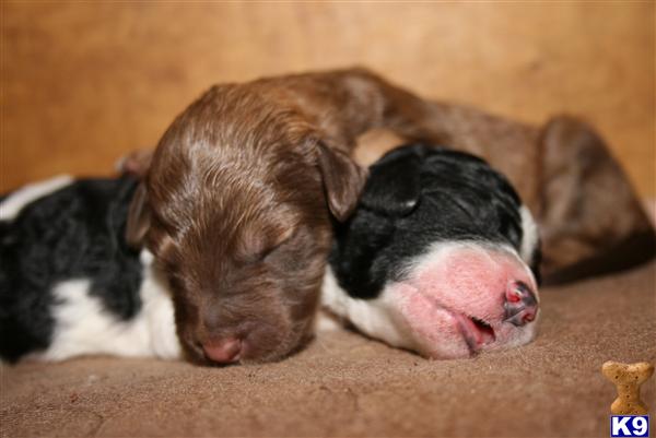 Puppies in SC